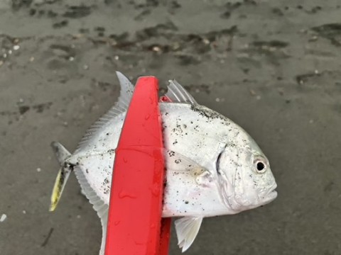 wdpx8reft7j85ycjiihy_480_360-f16061f9.jpg