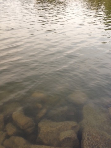 wdvmkjdzrc3oyrkot8in_480_480-45378bac.jpg