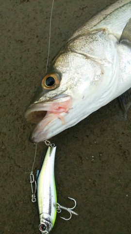wedpxp74kg5m6a59t65v_518_920-1fe09c6a.jpg