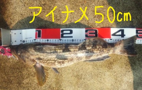 wekwgtrsmhi3sbedtusz_480_480-50aea68a.jpg