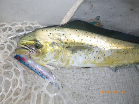 wenaahm5e9zy99kz4y4k_480_480-935ddad6.jpg