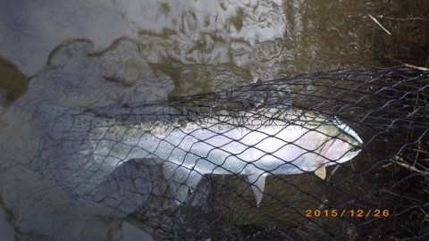 wg9go2mjhm926j9a4923_480_480-46631a5e.jpg