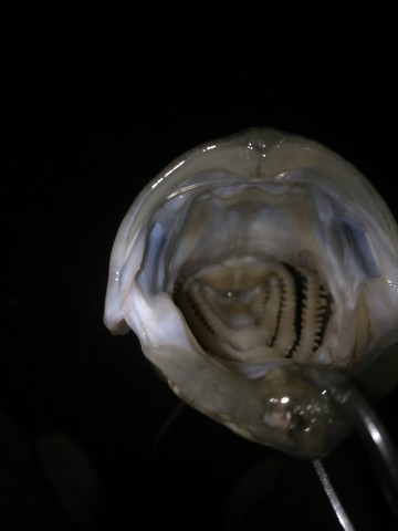 wgr79kskehryywei2oty_480_480-aeccf983.jpg