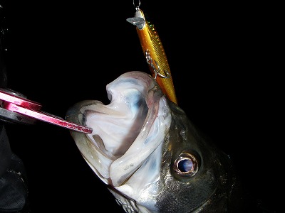whawdggerb5mc9rm5uj2-5b8e8371.jpg