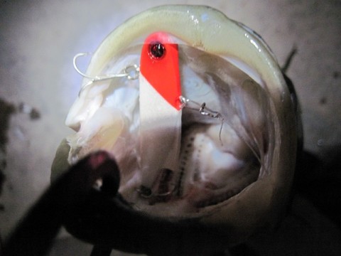 whiazhxy887m84mrkrdz_480_480-442f7e15.jpg