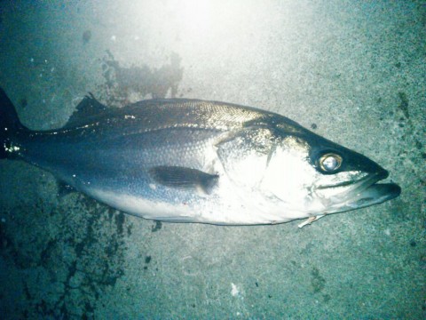 whyheopod62iabs7z7p8_920_690-cb583b03.jpg