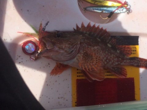 wi4wtehzph6mix4urew8_480_480-40d62d23.jpg