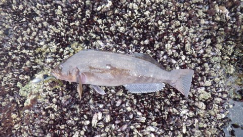 wiojnanddyynbfx6w57c_480_480-aaaf0e97.jpg