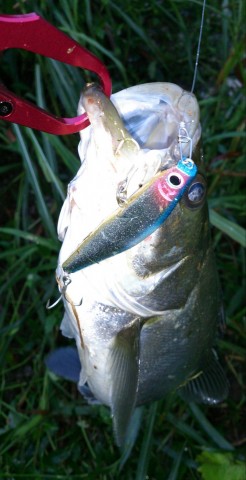 wj4ci748h9if8d2b8r73_480_480-56c823d5.jpg