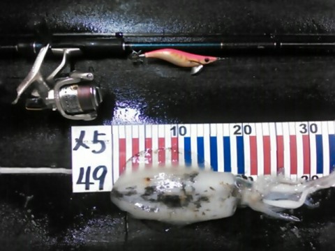 wj5vcsyx9wrzfwzviiap_640_480-d099622e.jpg