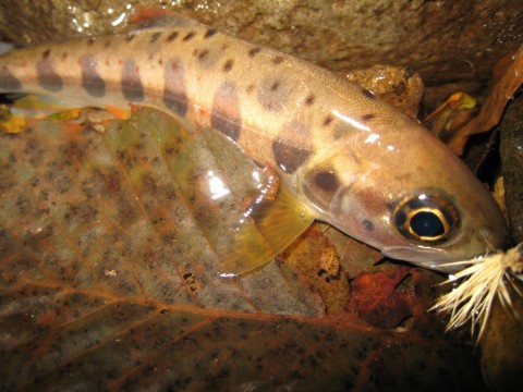 wjuhjmseikn3b4abgdvk_480_480-40e09312.jpg