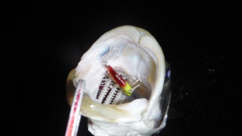 wkpswnfsnn6dygu29ja3_480_480-46b9fc27.jpg