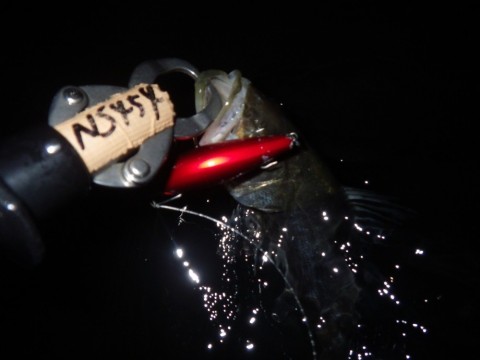 wme5nr2h7o28fa6pyxgr_480_480-02d1bfb9.jpg