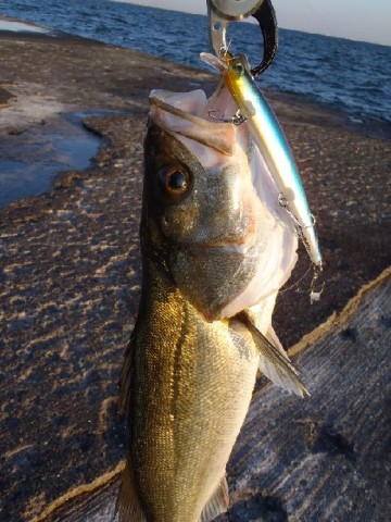 wmsu6xarhsurbwvjdgoa_480_480-573a2b8d.jpg