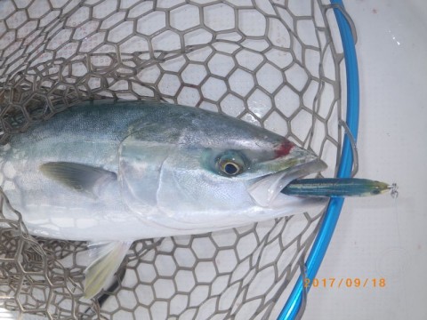 wmyoa428zukoinoi9gih_480_480-634df753.jpg