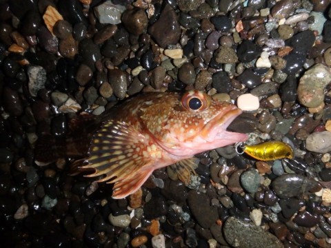 wnc8b2pmhcg297hmnwdm_480_480-c6f96f49.jpg