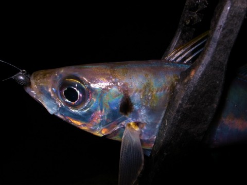 wnu2ggizuve4duf3x2d6_480_480-bf908155.jpg