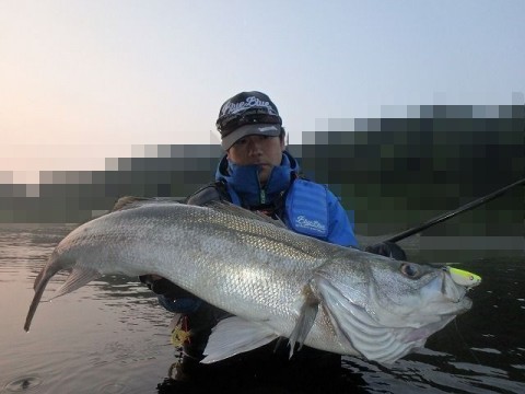 wnxffk3wyer7syjp7ko3_480_480-d221e441.jpg