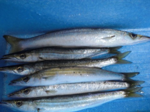wopaybry3xpump3byry7_480_480-5514c718.jpg