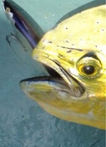 wopwgzsuadm5zfvtvtko_665_920-3506a562.jpg