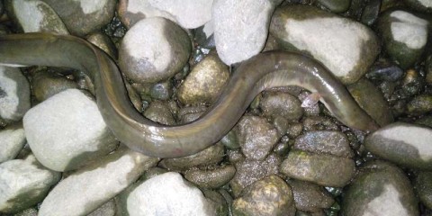 woyehsaoffy7y72omcs2_480_480-72e27935.jpg