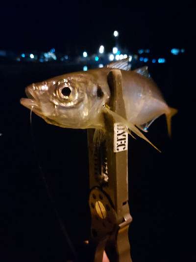 俺のlurefishingstyle In Shonan 伊豆アジング 良型連発