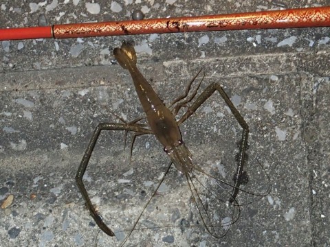 wptfenaj8ev6x5z42tgi_480_480-e72f8a0c.jpg
