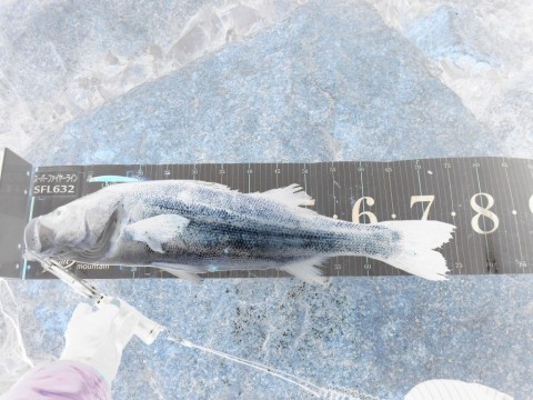wpwuoyzjir54sxeuikzh_480_480-3436b06e.jpg