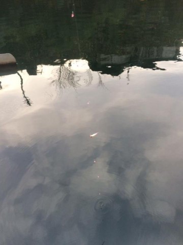 wr39i6pfmwv4xwr28aa8_480_480-1808e0df.jpg