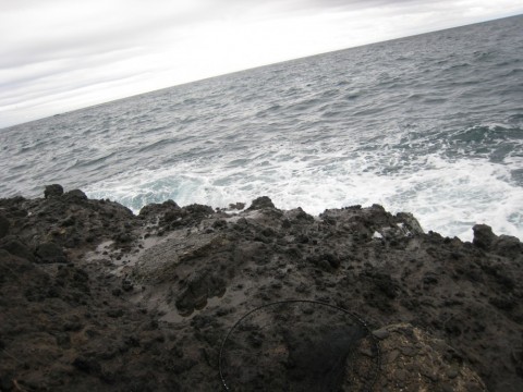 ws2wnduofkdu9g3envek_480_480-2641c032.jpg