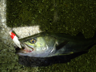 wskfatnkbsurb5dewbfd-818d0985.jpg