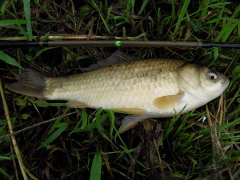 wsvyu5jc3uf2ttasxpi9_480_480-c43cfa03.jpg