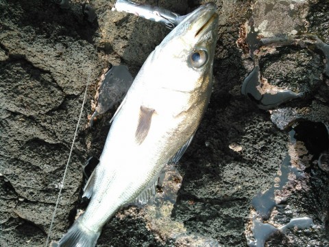 wuc2rov6ngnk69fwj6g9_920_690-52dea271.jpg