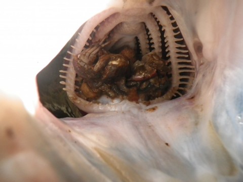 wufiiw6gmwwcmdyzs8jp_480_480-fac585e2.jpg