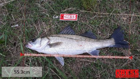 wv7duvfg6x8p9msum5ww_480_480-822fb9d3.jpg