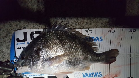 wvn6oryarxeejmp3acfg_480_480-1b02b294.jpg