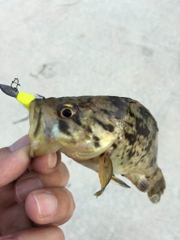 wvpiynx9pygvh74595aj_690_920-fa09cc36.jpg