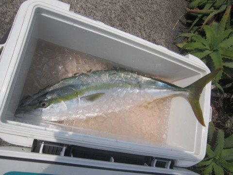 wvxuncbdh3wy2esdm4ii_480_480-0f65c1a0.jpg