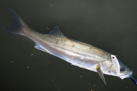 wwdntkebmpimyr2496gx_480_480-36cec8dc.jpg