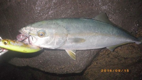 wweuwoeaao6ukemvunio_480_480-720a7e69.jpg