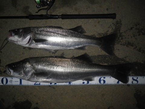 wwfcasyydcbni7kadiu2_480_480-c6f20930.jpg