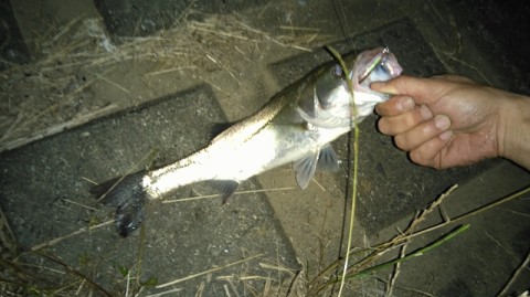 wwhstroxz2nm97m37d86_480_480-9c4336e4.jpg