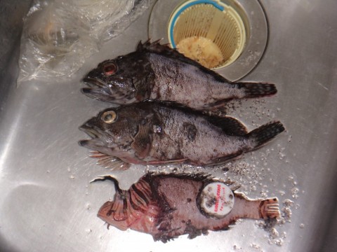 wxapgwyboipzmsnmto45_480_480-d8da483d.jpg