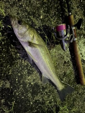 wxwi8yhcijtfu3z44uxb_361_480-ca5bfe8b.jpg