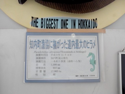 wxzntybf8f923xwgnxum_480_480-ef260c22.jpg