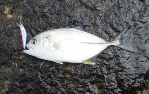 wycyhmgjrhes43avokpv_480_480-404fd960.jpg