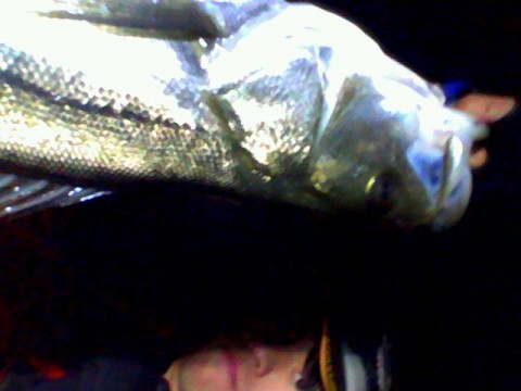 wyehuxn6dr6yr4a2w63f_480_480-744bff17.jpg