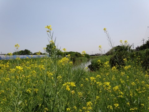 x26fosrjehj5inv2m7t2_480_480-4300037b.jpg