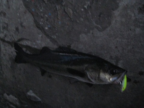 x2725582zjyz62u9xgi7_480_480-0ceab212.jpg