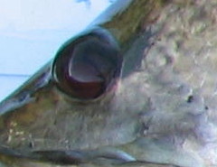 x38ddcxb65pb8353uev3-768225bb.jpg